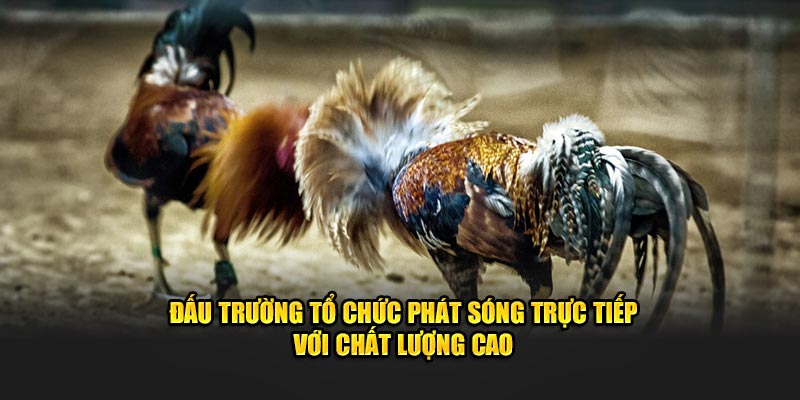 Đấu trường tổ chức phát sóng trực tiếp với chất lượng cao