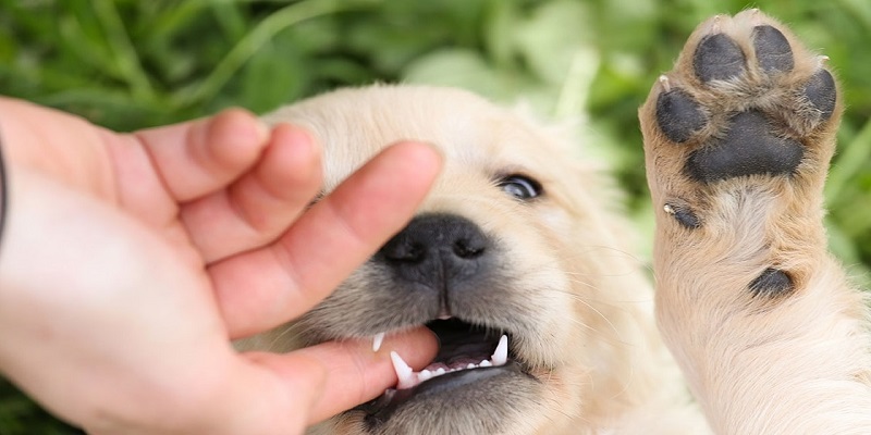 Chó làm hại đến bạn được lý giải dưới nhiều tình huống