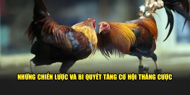 Những chiến lược và bí quyết tăng cơ hội thắng cược