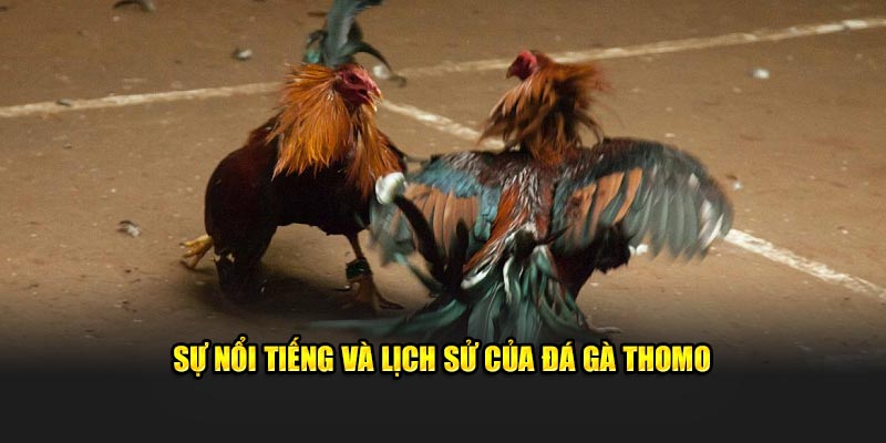  Sự nổi tiếng và lịch sử của đá gà Thomo